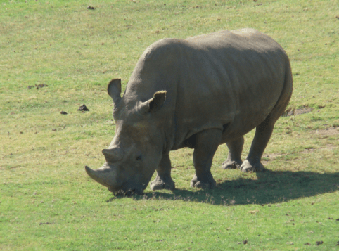 One of the remaining white rhinos, in captivity at the San Diego Zoo Safari Park in Escondido. 