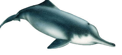 China River Dolphins: Functionally Extinct.