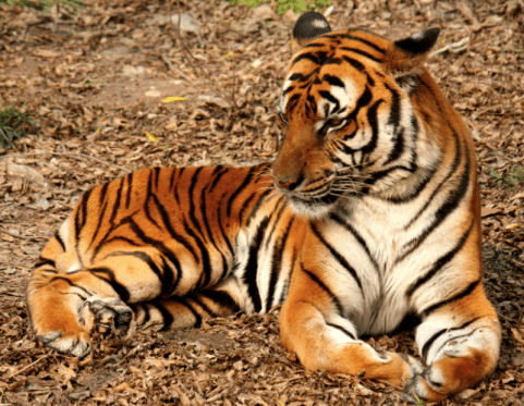 South China Tiger: Functionally Extinct.