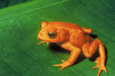 Golden Toads: Functionally Extinct.