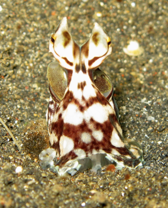 Octopus? There's no Octopus here. 