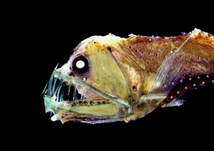 Sloane's Viperfish holds the world record for largest teeth to head ratio.  
