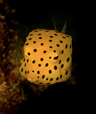 Screen Shot 2014-10-28 at 7.06.40 PM