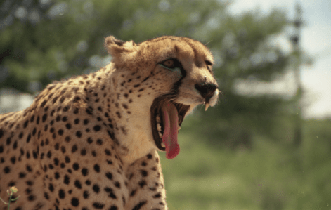 Chewbakka, mascot of CCF.