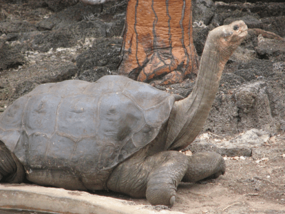 Lonesome, lonesome George. 