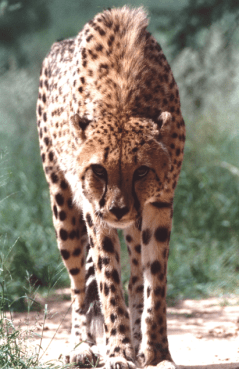 Screen Shot 2014-11-25 at 6.48.01 PM