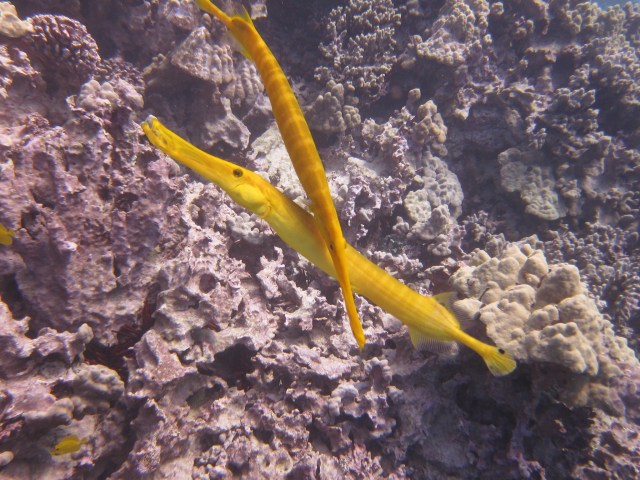 Pipefish in Kona