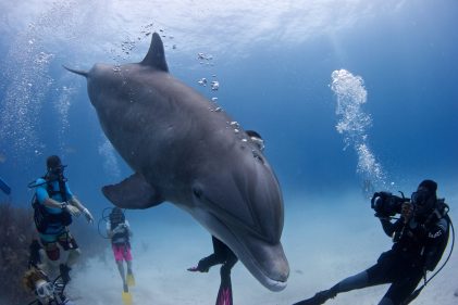 Dolphins, talking. Talking dolphins. Photo Credit to Dudley McLaughlin