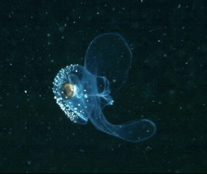 A pteropod: the butterfly of the sea.