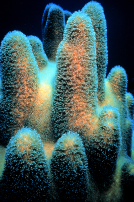 Coral, not bleached by acid. 