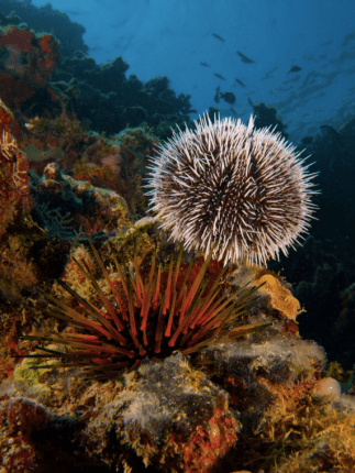 Sea urchin.