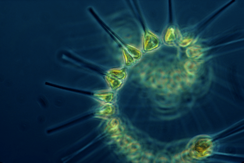 Phytoplankton.