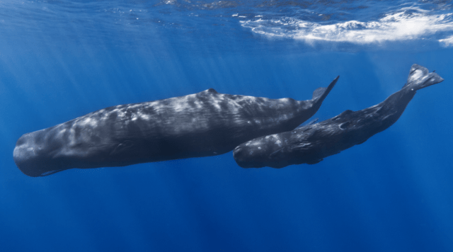 Screen Shot 2015-03-25 at 8.54.06 PM