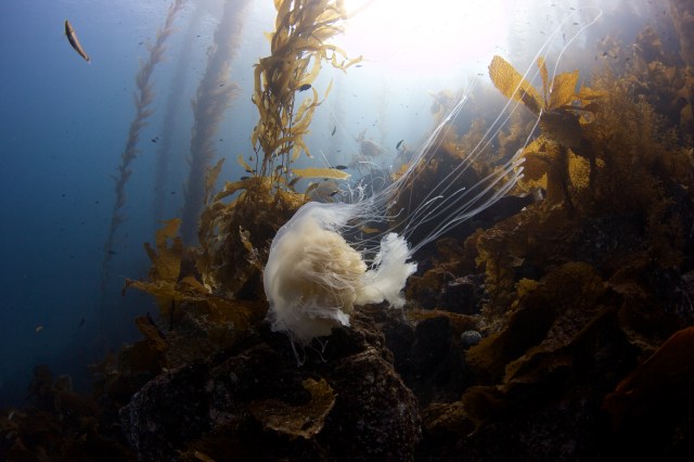 A jelly, hunting. Compliments of Dudley McLaughlin