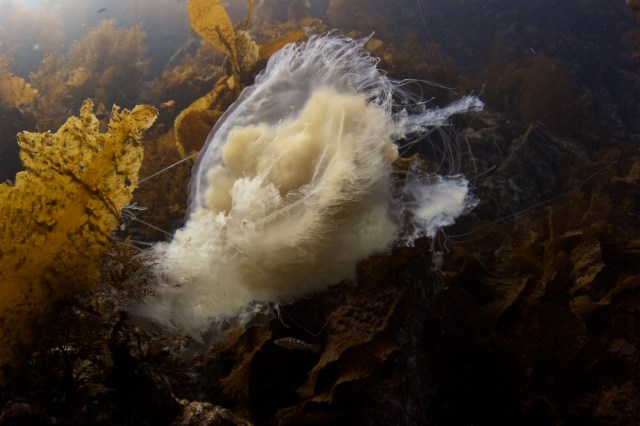 ring a ding, this bell has made impact.  Compliments of Dudley McLaughlin