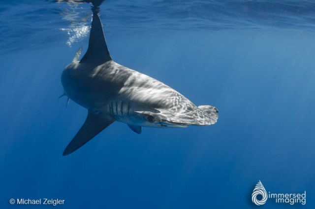 A Smooth Hammerhead in San Diego, 2014. Image from Michael Zeigler, of www.seainfocus.com