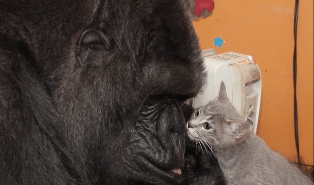 Gorilla Koko with "her baby", Kittens she had been asking for using sign language, a baby of her own. 