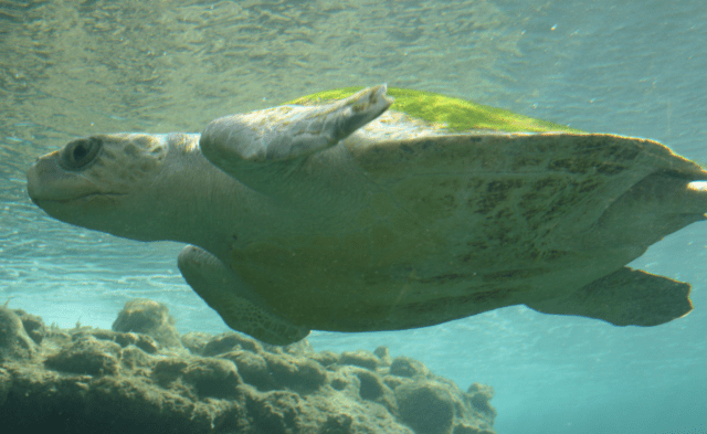 Sea Turtles, like this Olive Ridley, frequently get caught and suffocated in drift nets all over the ocean. 