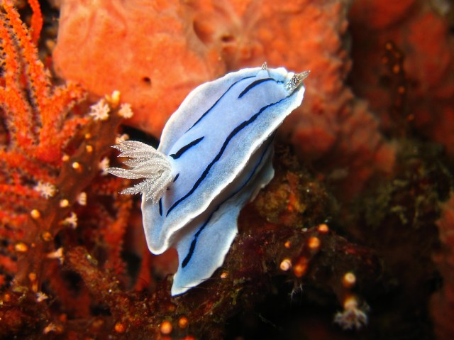 chromodoris_willani_for_nudipixel