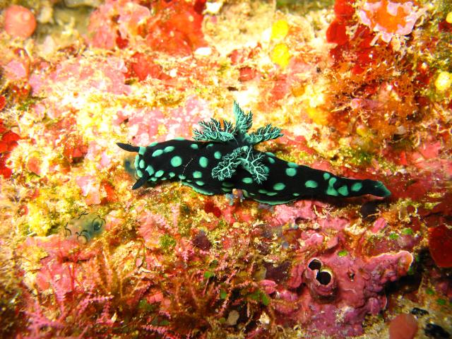 nembrotha_cristata_bunaken