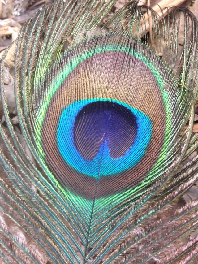 peacock_feather_close_up