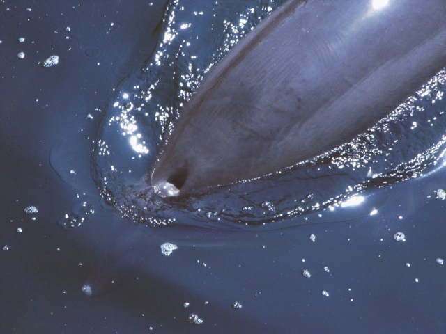 bottlenose_dolphin_blowhole