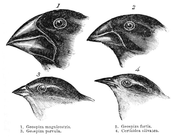 darwin27s_finches_by_gould