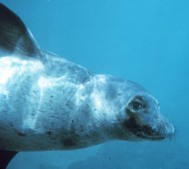 hawaiian_monk_seal_-_monachus_schauinslandi