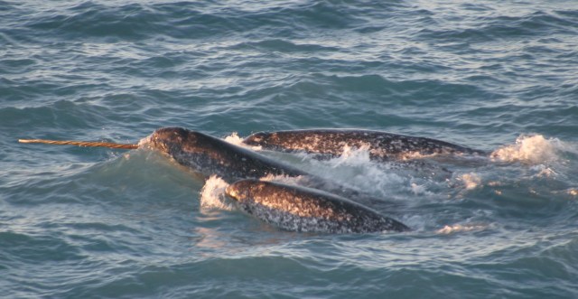 NOAA Ocean Explorer: Tracking Narwhals in Greenland
