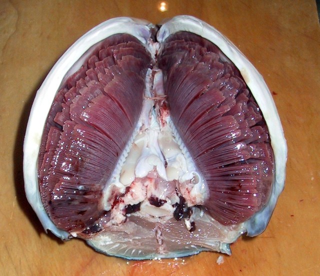 tuna_gills_in_situ_01