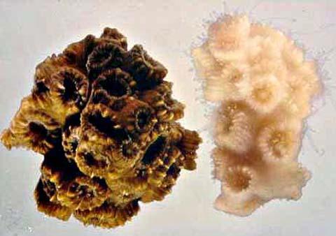 coralbleaching