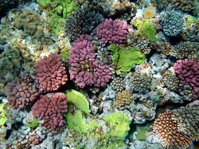 multy_color_corals